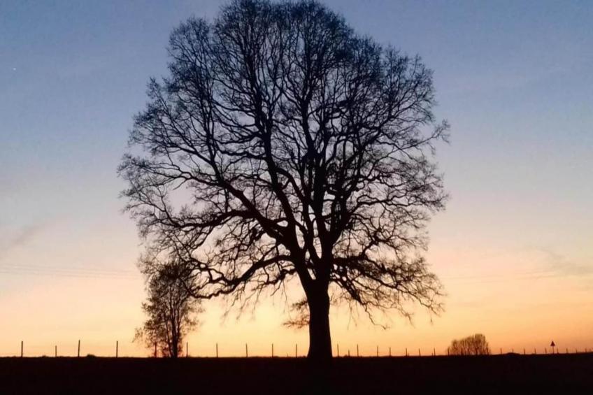 L'Alouette - foto 27