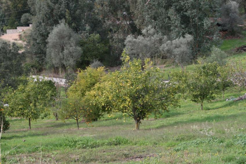 Finca mit Garten, Grill und Terrasse - foto 32