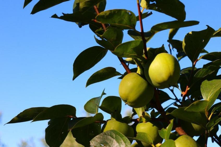 in Cascina mit privatem Parkplatz - foto 31