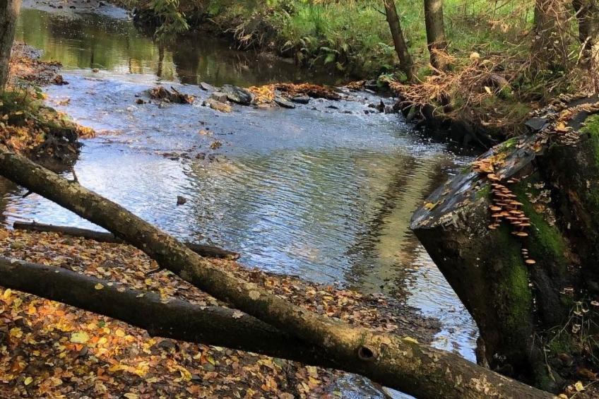 Gartenblick - foto 28