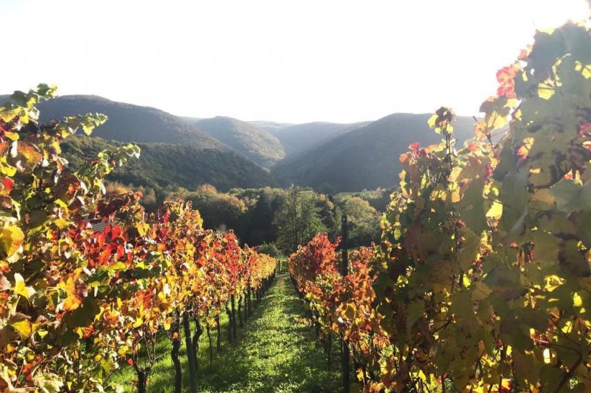 Olive Tree - foto 39