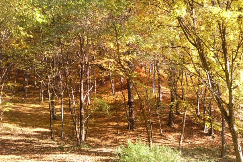 mit biologischem Schwimmteich - foto 10