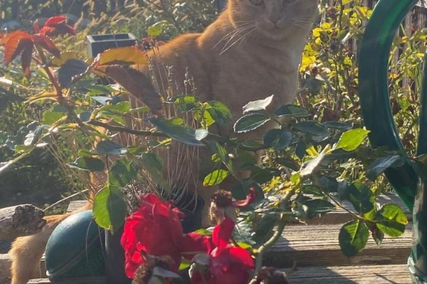 Bauernhof Sal - foto 23