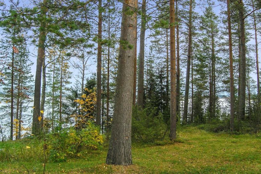 Mäntyranta - foto 24