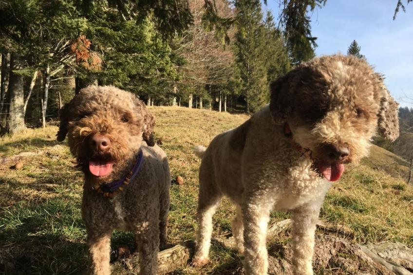 Ober-Tiefenbühl - foto 29