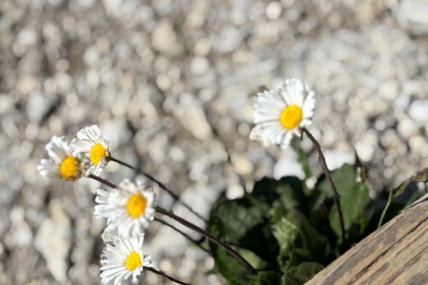 Haus Rosenwirth - foto 21