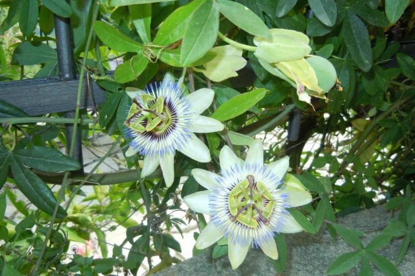 Schönes Ferienhaus mit Garten und Whirlpool - foto 23