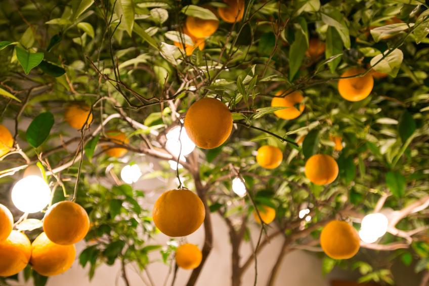 Diamante beachfront suite B - foto 15