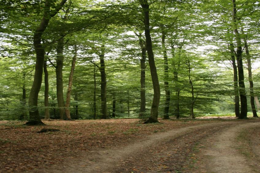 Les Chenets - foto 34