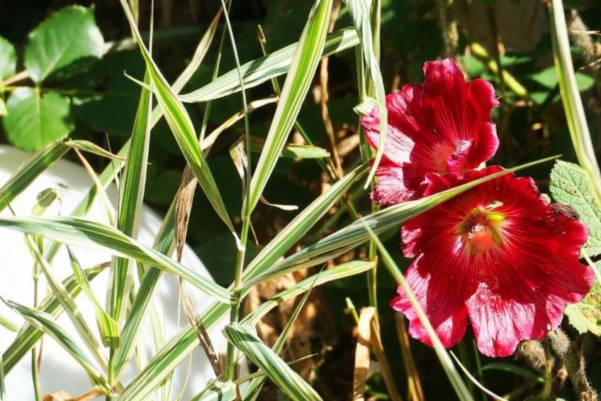 Roomantic Apartment für 4 Personen - foto 18