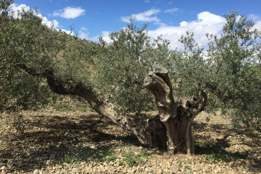 Casa Maravilla in der Nähe der Küste. Frieden und Ruhe. - foto 58