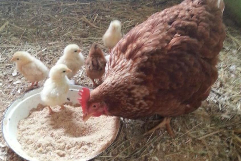 Herzfennerhof Loft - foto 31