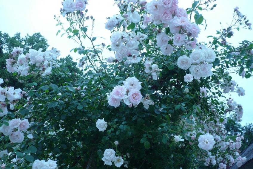 Haus freistehend Sonne Bett 160cm Patio billig - foto 29