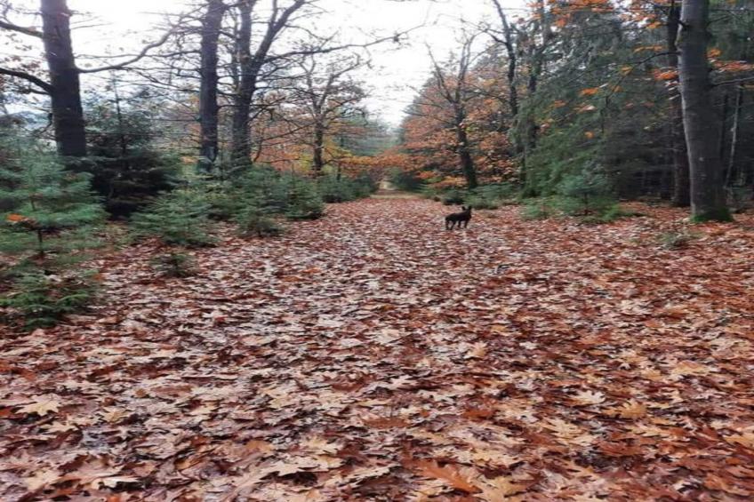 Vakantiepark Hunzedal 11 - foto 35