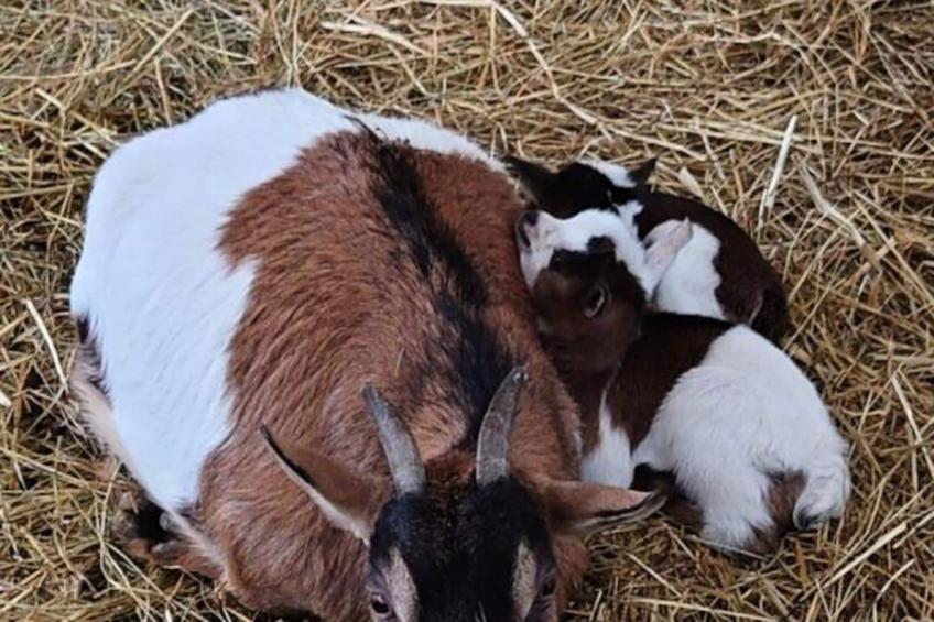 Gîte de France Gîte "la nature" 4 épis - foto 23