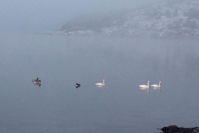 Wunderschönes Haus in einer fantastischen Natur am Meer - foto 20