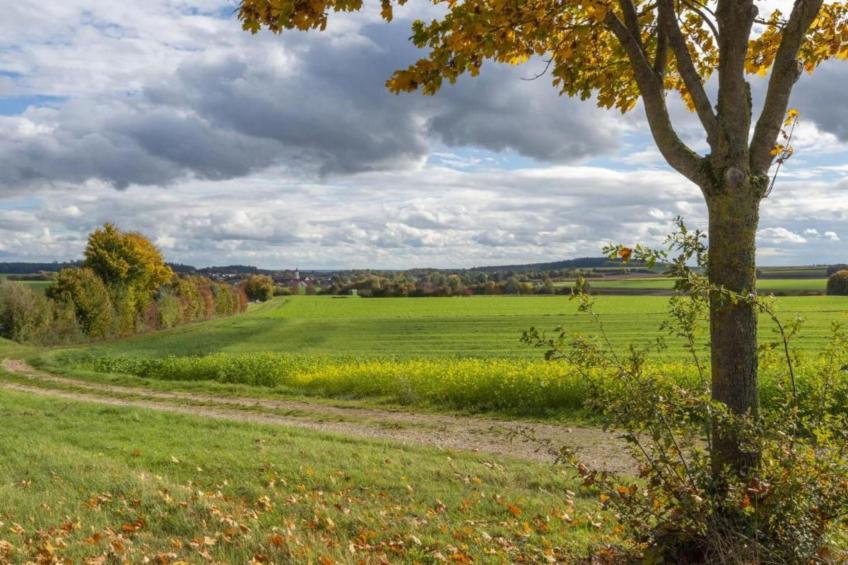 Wilder Wein - foto 16