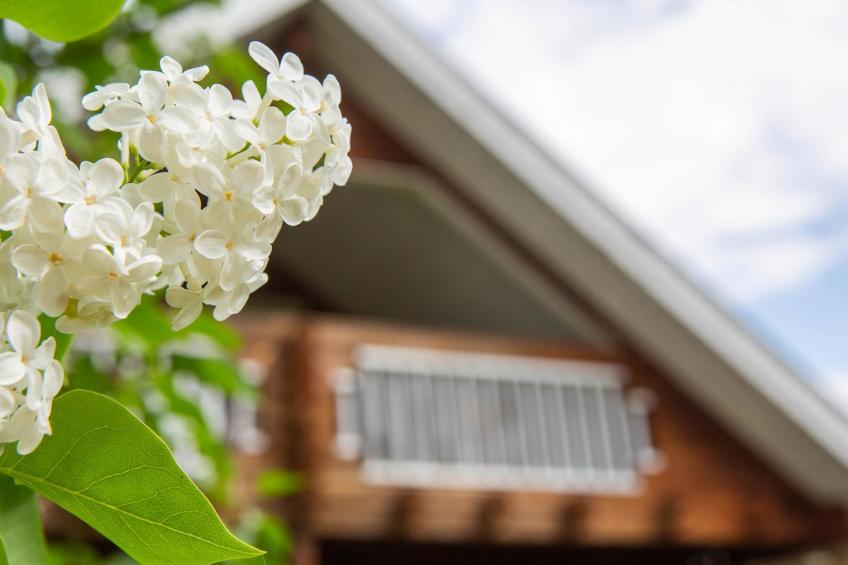 Ranta-lemettilä - foto 18