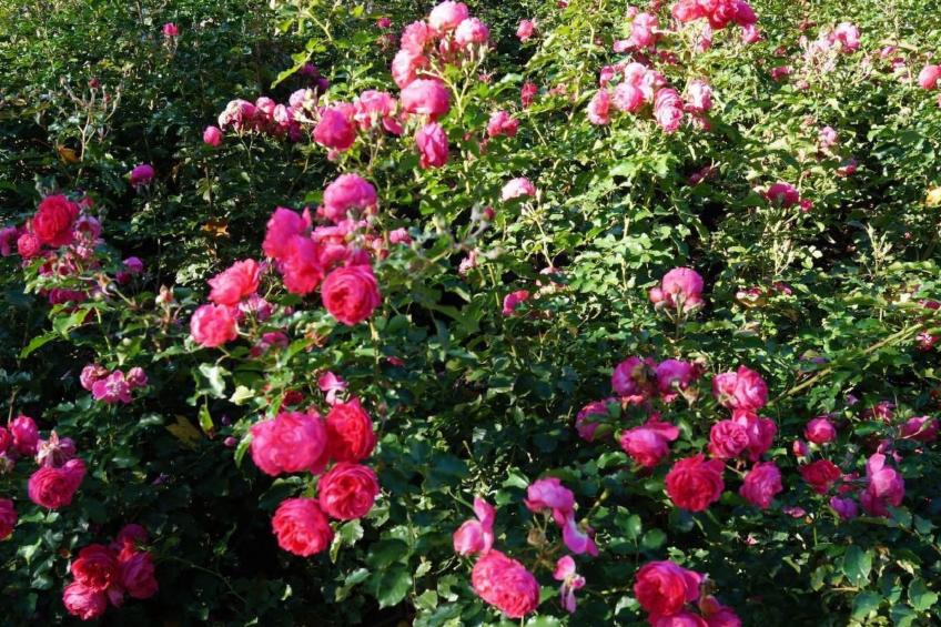 Fh "Molkenberg" - foto 6