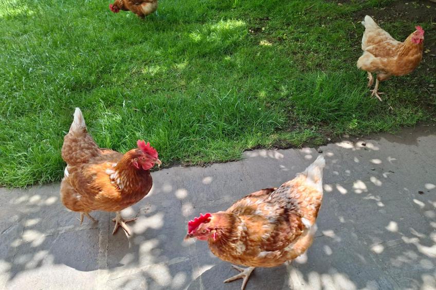 Apartment Katharina - foto 24