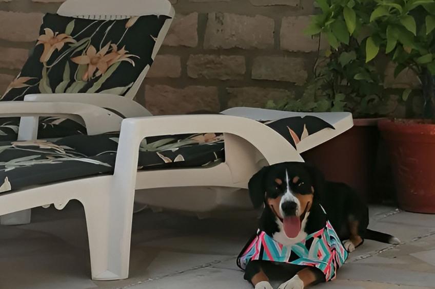 La Soleillade apt mit exklusiver Nutzung des großen Pools - foto 29