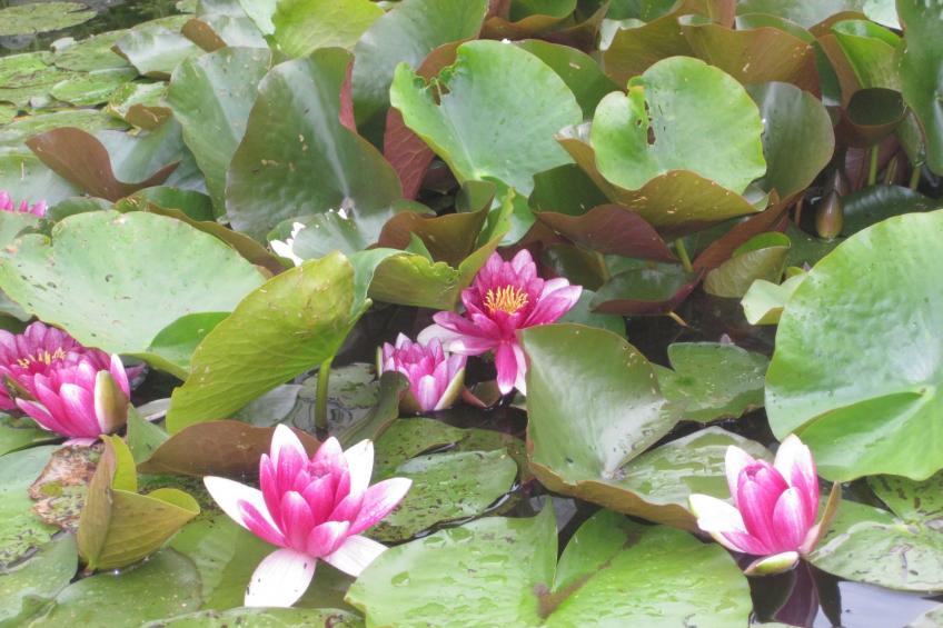 Landhaus am See - foto 36