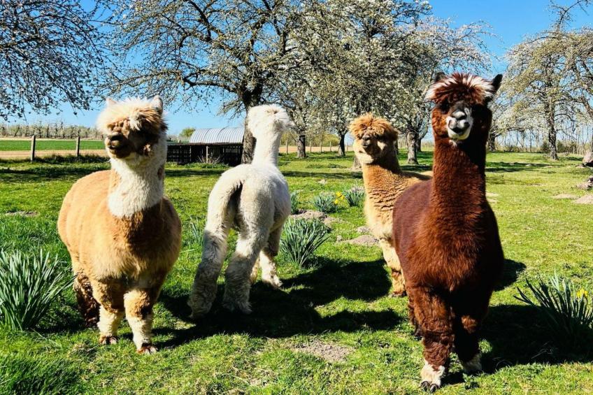 Arends nest - foto 16