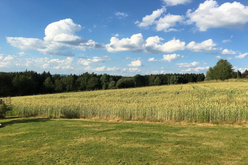 Blumenhof - Malven - foto 39