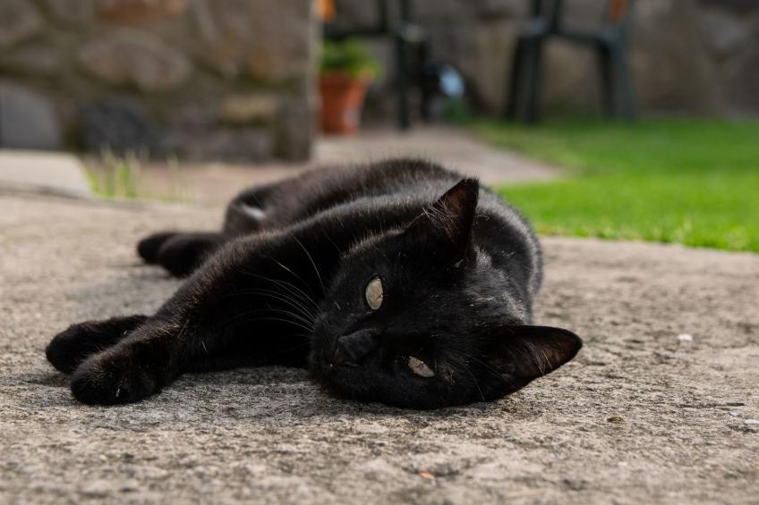 Open Space Penthouse im Schloss mit Seeblick - foto 32