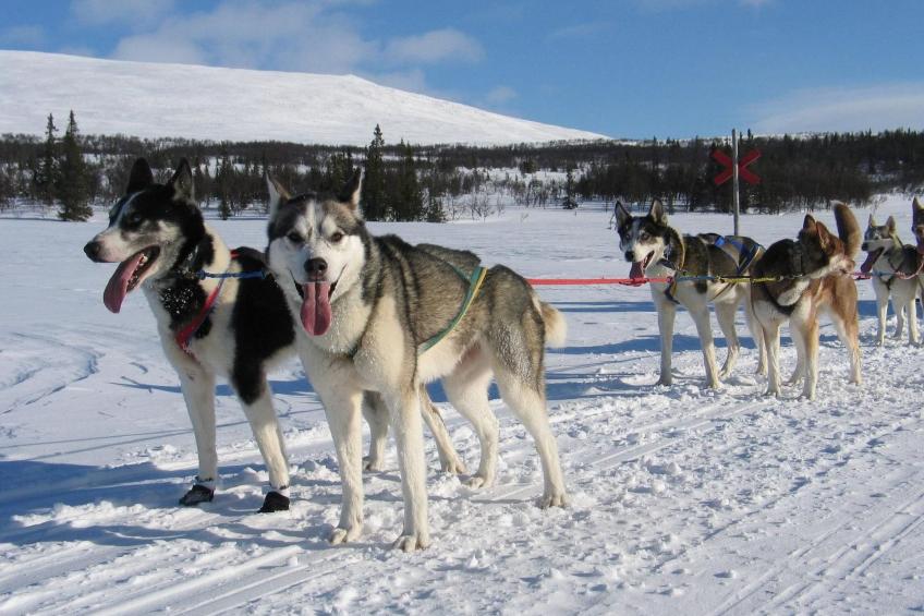 Charmantes Blockhaus, Sauna und Kamin - foto 27