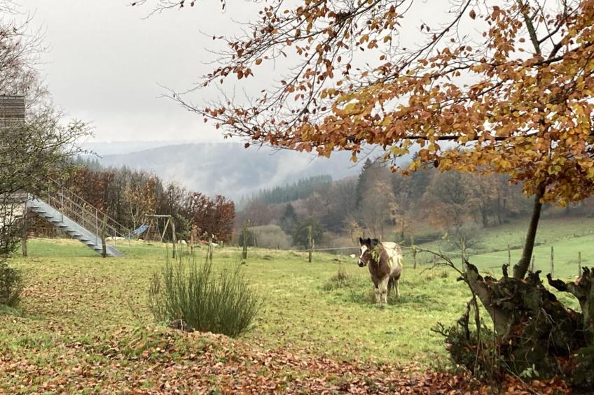 Exklusives Ferienhaus mit Terrasse und Garten - foto 47