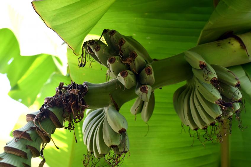 Modernes Ferienhaus in Dobropoljana mit Terrasse, Garten und Grill - foto 32