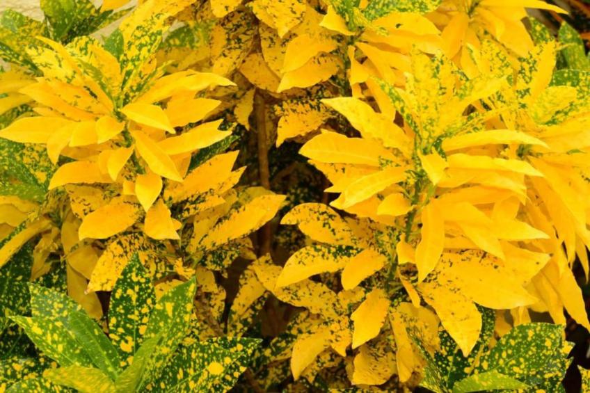 Villa Kas Krioyo - Boca Gentil - foto 31