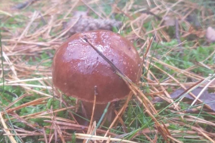 "Ferienhaus GolczaVita" - foto 20