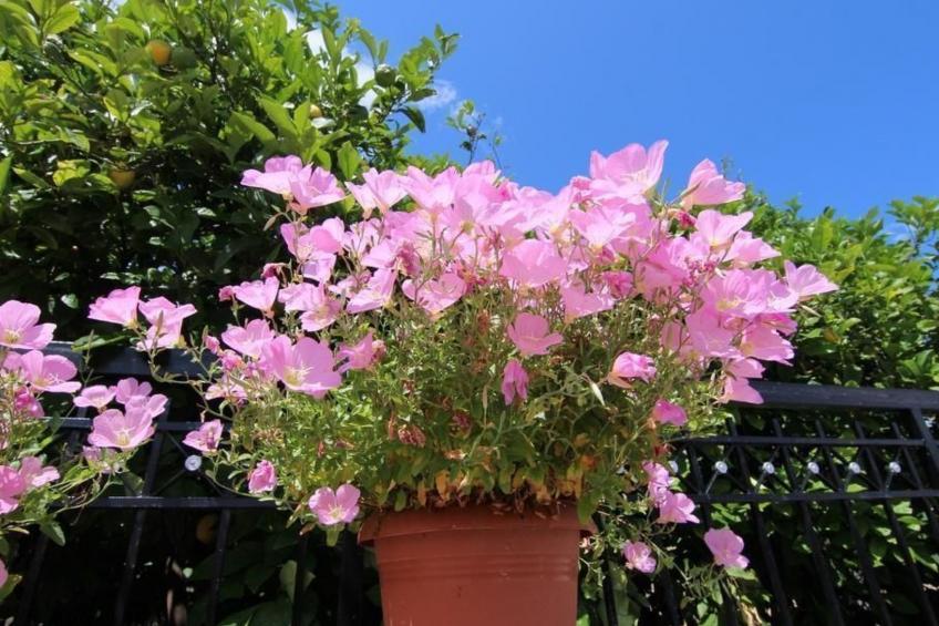 Appartement in Derveni mit Terrasse - foto 30