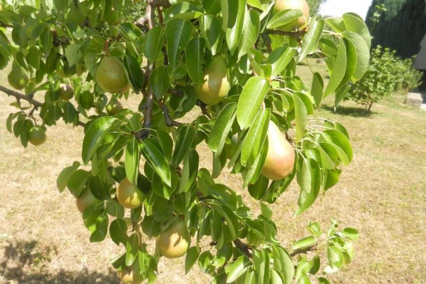 Urlaub für die Seele - Ferienhaus mit Sauna - foto 41