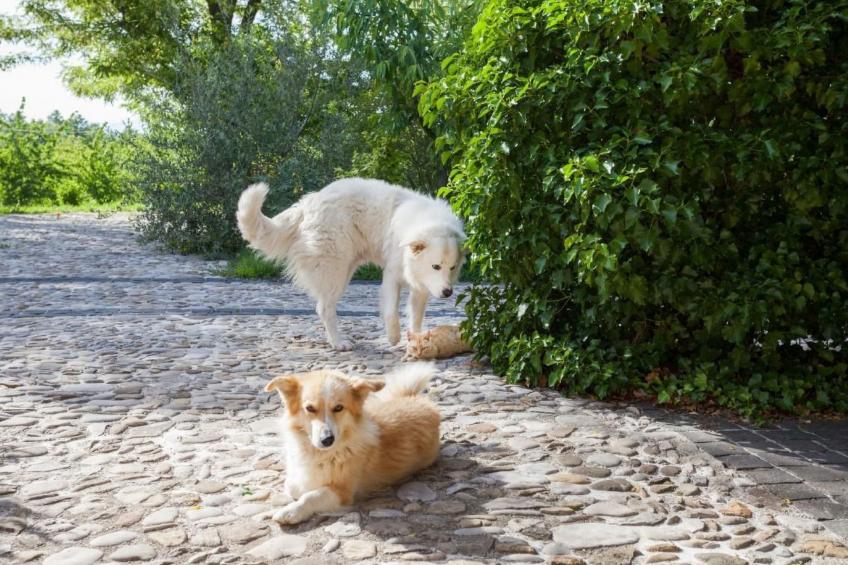 Appartamento Tiglio - foto 7