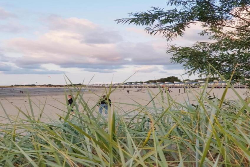 Cardium 33 - foto 29