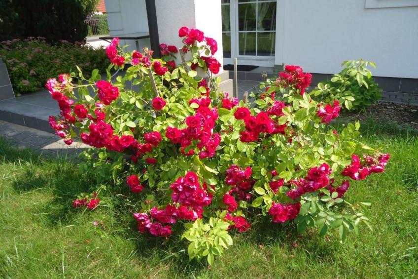 Wohnung in Rowy mit Grill, Terrasse, Parkplatz u - foto 20