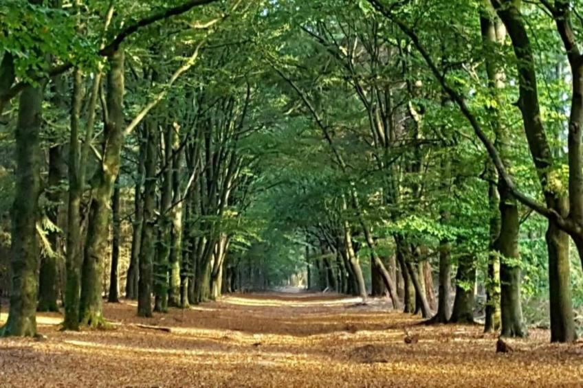 De Veluwse Eekhoorn - foto 31