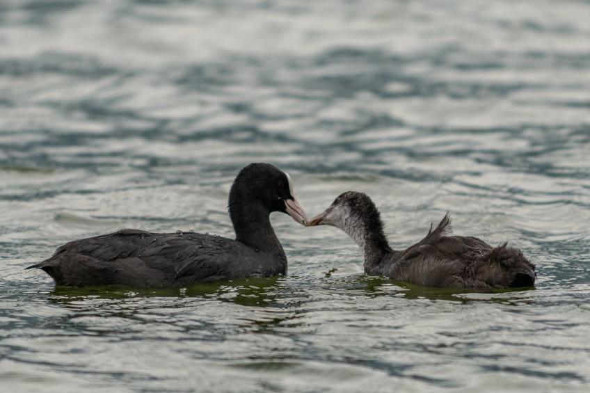 Wohnung in Riva Di Solto mit Kleinem Garten - foto 39