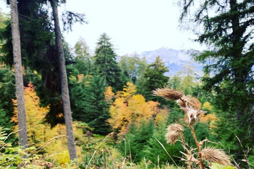 Fontanettaz V 014 - MOUNTAIN apartment 4 pers - foto 19