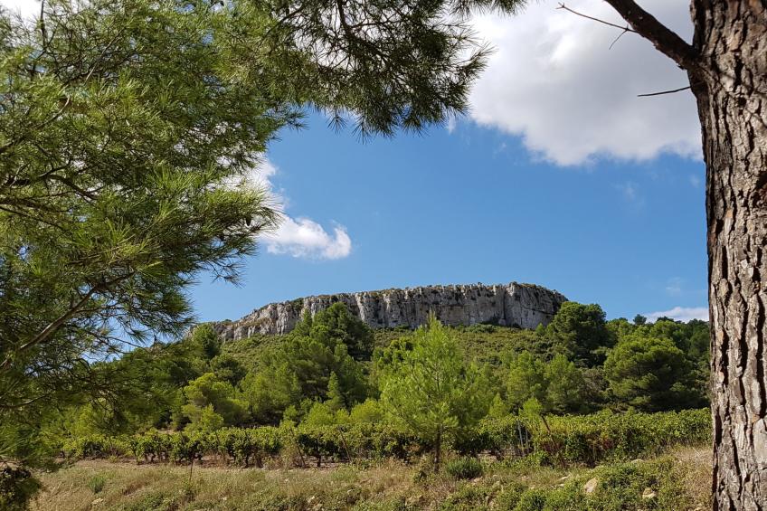 "La Vigneraie 2" (Weinberg) - foto 14