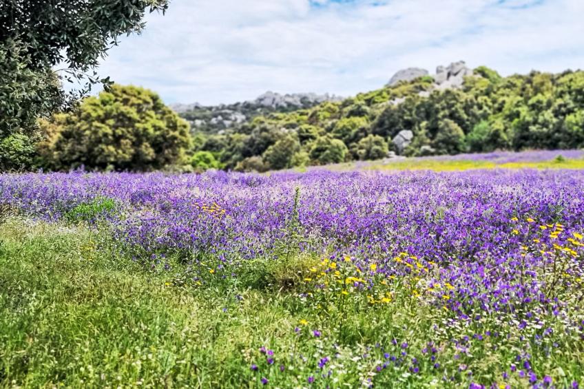Stazzu Sarra di Monti - foto 12