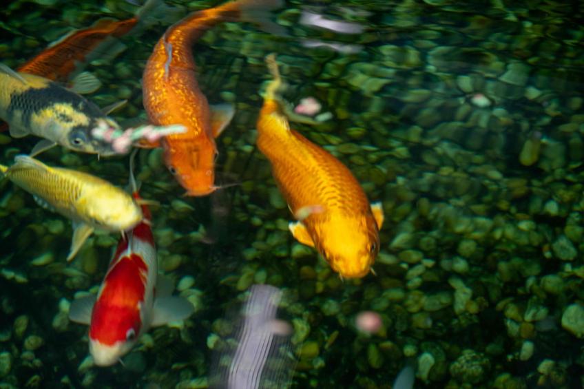 Villa Amare, Makarska - foto 37