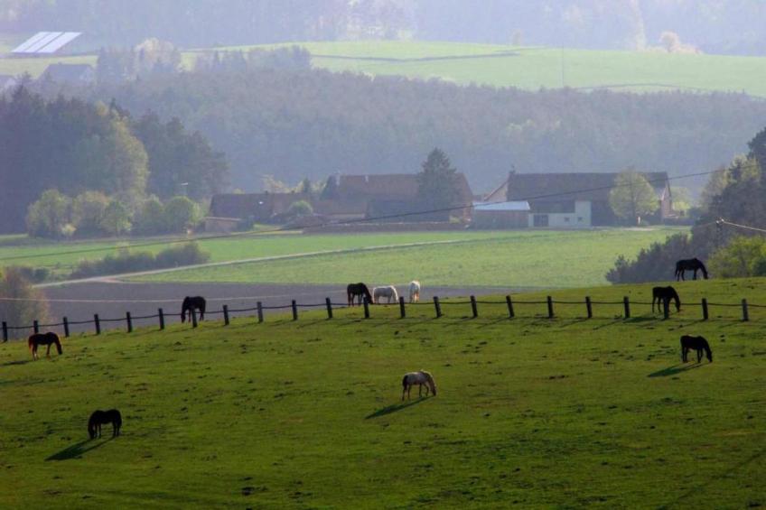 FERIENDORF SEEBLICK - Tiny Chalet am Eixendorfer See - foto 34