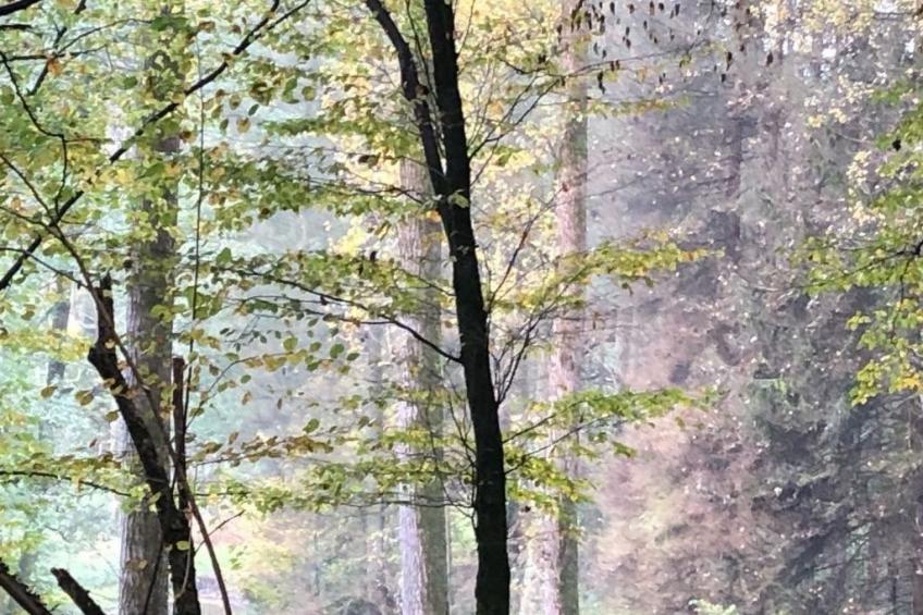 Gartenblick - foto 38