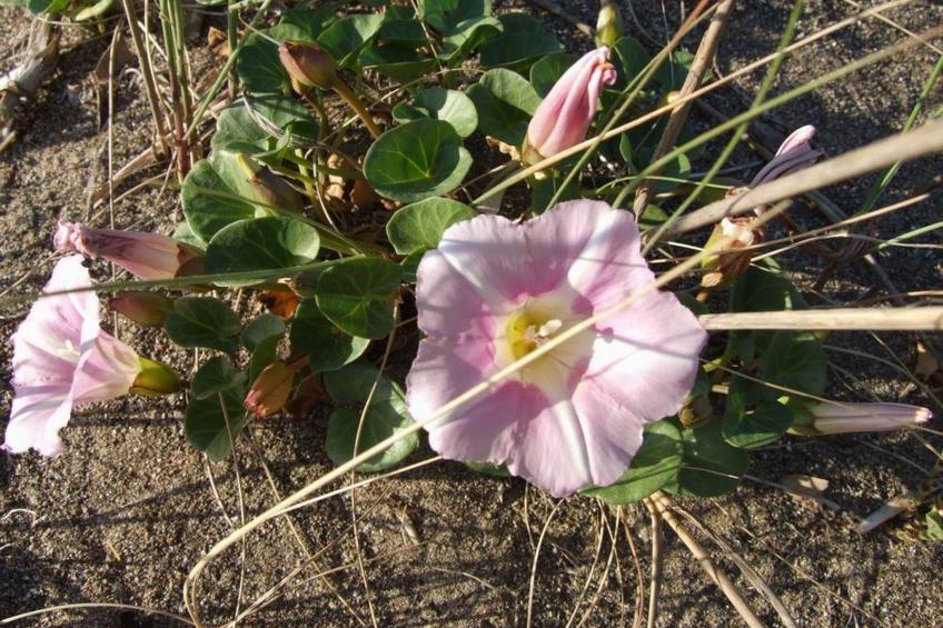 'Gardenia Eiche - foto 25