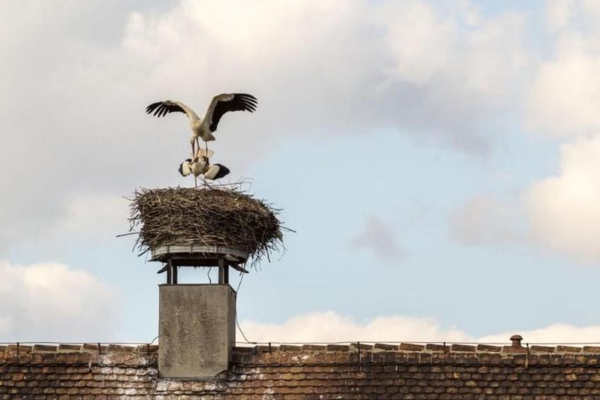 Wohnung in Niedergurig mit Grill, Sauna und Gart - foto 26