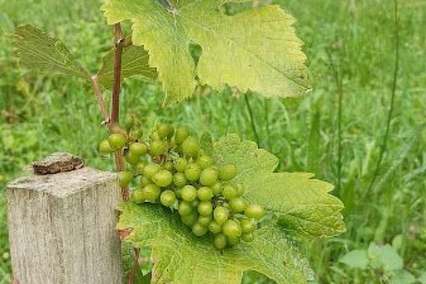 Die Domaine de Kerampape - foto 14